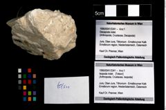 Foto (Objekt + Etikett) von Isopoda indet.  (NHMW-GEO-1990-0041-3341)